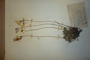 Alyssoides bulgarica (Sagor) Assenov f. glabra Ceschm [holotype SOAXXXXX0017] (c) Agricultural University of Plovdiv — Herbarium (SOA)