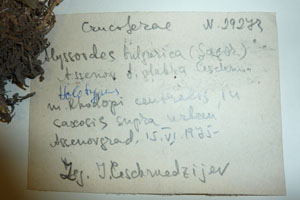 Alyssoides bulgarica (Sagor) Assenov f. glabra Ceschm [holotype SOAXXXXX0017] (2) (c) Agricultural University of Plovdiv — Herbarium (SOA)