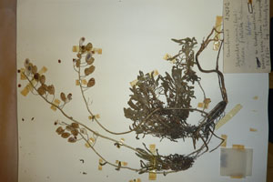 Alyssoides graeca (Razt) Javorka graeca (Razt) Javorka f. hirsuta Ceschm. [holotype SOAXXXXX0018] (c) Agricultural University of Plovdiv — Herbarium (SOA)