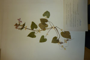 Lunaria annua ssp. pachyrhiza (Borb.) Hayek var. oppositifolia Ceschm. [тип SOAXXXXX0720] (c) Аграрен университет — Пловдив — Хербариум (SOA)