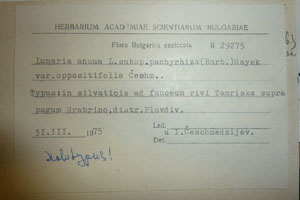 Lunaria annua ssp. pachyrhiza (Borb.) Hayek var. oppositifolia Ceschm. [тип SOAXXXXX0720] (2) (c) Аграрен университет — Пловдив — Хербариум (SOA)