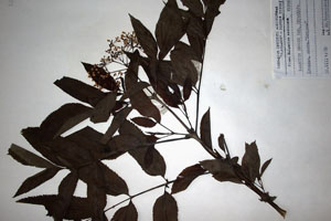 Sambucus ebulus L. ebulus L. var. incarnata [holotype SOAXXXXX0148] (c) Agricultural University of Plovdiv — Herbarium (SOA)