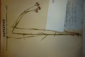 Dianthus urumovianus Stoj. et Stef [lectotype SOAXXXXX0048] (c) Agricultural University of Plovdiv — Herbarium (SOA)