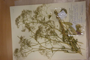 Gypsophila tekirae Stef. var. latifolia Kozh. [type SOAXXXXX0055] (c) Agricultural University of Plovdiv — Herbarium (SOA)