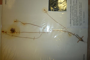 Allium thracicum Halacsy et Gheorghieff ssp. thracicum var. nutans Ceschm. [holotype SOAXXXXX0016] (c) Agricultural University of Plovdiv — Herbarium (SOA)