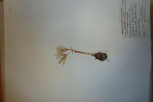 Crocus pallasii Bieb. pallasii Bieb. var. albiflorus Ceschm. et Stojcev [holotype SOAXXXXX0043] (c) Agricultural University of Plovdiv — Herbarium (SOA)