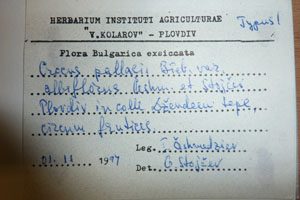 Crocus pallasii Bieb. pallasii Bieb. var. albiflorus Ceschm. et Stojcev [holotype SOAXXXXX0043] (2) (c) Agricultural University of Plovdiv — Herbarium (SOA)