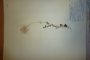 Papaver rhoeas L. var. thracicum Ceschm. & Stojcev [изотип SOAXXXXX0703] (c) Аграрен университет — Пловдив — Хербариум (SOA)