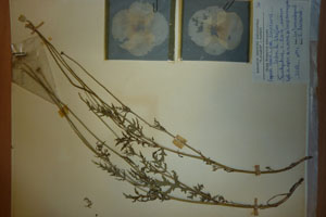 Papaver rhoeas L. var. thracicum Ceschm. & Stojcev [изотип SOAXXXXX0705] (c) Аграрен университет — Пловдив — Хербариум (SOA)