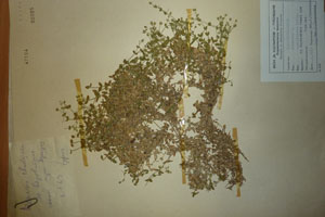 Arenaria rhodopaea Delip. [холотип SOAXXXXX0300] (c) Аграрен университет — Пловдив — Хербариум (SOA)