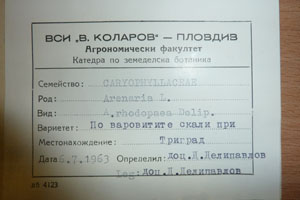 Arenaria rhodopaea Delip. [холотип SOAXXXXX0300] (2) (c) Аграрен университет — Пловдив — Хербариум (SOA)