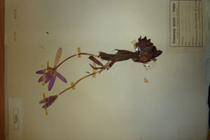 Colchicum rhodopaeum Kovatsch. [type SOAXXXXX0040] (c) Agricultural University of Plovdiv — Herbarium (SOA)