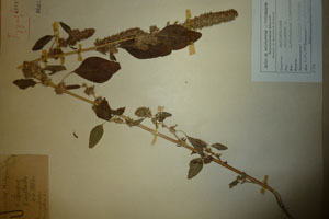 Amaranthus rhodopaeus Iw.Kowatsch. [type SOAXXXXX0019] (c) Agricultural University of Plovdiv — Herbarium (SOA)