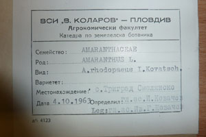 Amaranthus rhodopaeus Iw.Kowatsch. [type SOAXXXXX0019] (2) (c) Agricultural University of Plovdiv — Herbarium (SOA)