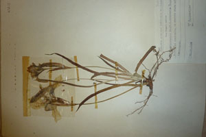 Iris reichenbachii Heuff. reichenbachii Heuff. var. intermedia Ceschm. [holotype SOAXXXXX0088] (c) Agricultural University of Plovdiv — Herbarium (SOA)
