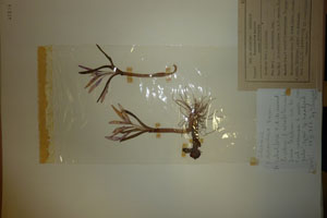 Merendera sobolifera C.A.M. emend. Ceschm. f. atrofilamentosum Ceschm. [type SOAXXXXX0105] (c) Agricultural University of Plovdiv — Herbarium (SOA)