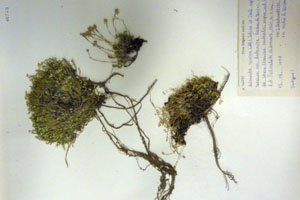 Minuartia recurva (All.) Schinz. et Thell. subsp. recurva var. balcanica Ceschm. & Kiriac var. n. [isotype SOAXXXXX0114] (c) Agricultural University of Plovdiv — Herbarium (SOA)