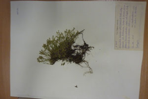 Minuartia recurva (All.) Schinz. et Thell. subsp. recurva 1var. balcanica Ceschm. & Kiriac. [isotype SOAXXXXX0115] (c) Agricultural University of Plovdiv — Herbarium (SOA)