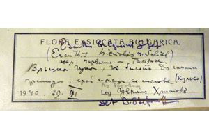 Eranthis bulgaricus Stef. [isolectotype SOAXXXXX0050] (2) (c) Agricultural University of Plovdiv — Herbarium (SOA)