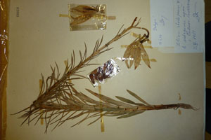 Lilium rhodopaeum Delip. [isotype SOAXXXXX0092] (c) Agricultural University of Plovdiv — Herbarium (SOA)