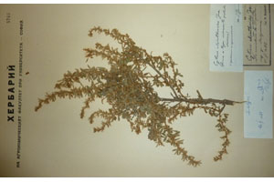 Cytisus absinthoides Jka. [lectotype SOAXXXXX0044] (c) Agricultural University of Plovdiv — Herbarium (SOA)