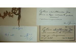 Cytisus absinthoides Jka. [lectotype SOAXXXXX0044] (2) (c) Agricultural University of Plovdiv — Herbarium (SOA)