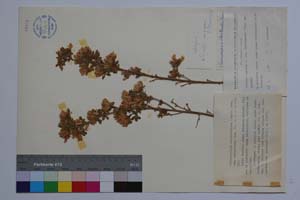 Chamaecytisus absinthioides (Janka) Kuzm. var. multiflorus Kuzm. [ SOMXXXXX0070] (c) Institute of Biodiversity and Ecosystem Research, BAS — Vascular Plants and Mosses Collections (SOM)