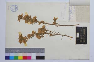 Chamaecytisus absinthioides (Janka) Kuzm. var. multiflorus Kuzm. [ SOMXXXXX0070] (2) (c) Institute of Biodiversity and Ecosystem Research, BAS — Vascular Plants and Mosses Collections (SOM)