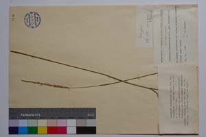 Agropyron intermedium (Host) P. B. var. intermedium f. ciliatum Kitan. [ SOMXXXXX0013] (c) Institute of Biodiversity and Ecosystem Research, BAS — Vascular Plants and Mosses Collections (SOM)