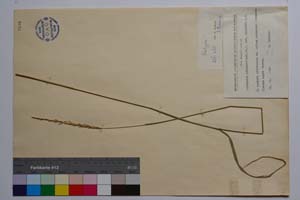 Agropyron intermedium (Host) P. B. var. intermedium f. ciliatum Kitan. [ SOMXXXXX0013] (2) (c) Institute of Biodiversity and Ecosystem Research, BAS — Vascular Plants and Mosses Collections (SOM)