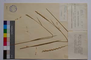 Agropyrum intermedium (Host) P. B. var. intermedium f. davidovii Kitan. [ SOMXXXXX0014] (c) Institute of Biodiversity and Ecosystem Research, BAS — Vascular Plants and Mosses Collections (SOM)