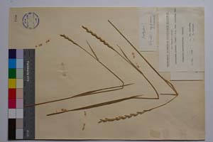 Agropyrum intermedium (Host) P. B. var. intermedium f. davidovii Kitan. [ SOMXXXXX0014] (2) (c) Institute of Biodiversity and Ecosystem Research, BAS — Vascular Plants and Mosses Collections (SOM)