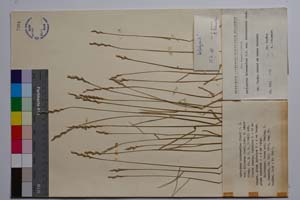 Agropyrum intermedium (Host) P. B. var. villosum (Sadl.) Jav. f. minor Kitan. [ SOMXXXXX0015] (c) Institute of Biodiversity and Ecosystem Research, BAS — Vascular Plants and Mosses Collections (SOM)