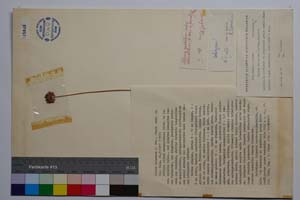Allium rilaense P. Pan. [ SOMXXXXX0016] (c) Institute of Biodiversity and Ecosystem Research, BAS — Vascular Plants and Mosses Collections (SOM)