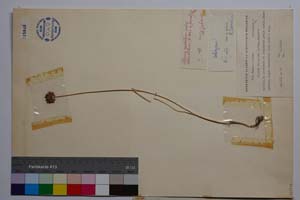 Allium rilaense P. Pan. [ SOMXXXXX0016] (2) (c) Institute of Biodiversity and Ecosystem Research, BAS — Vascular Plants and Mosses Collections (SOM)
