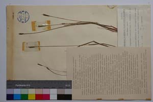 Alopecurus thracicus Penev et Kozuharov [ SOMXXXXX0017] (c) Institute of Biodiversity and Ecosystem Research, BAS — Vascular Plants and Mosses Collections (SOM)