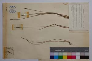 Alopecurus thracicus Penev et Kozuharov [ SOMXXXXX0017] (2) (c) Institute of Biodiversity and Ecosystem Research, BAS — Vascular Plants and Mosses Collections (SOM)