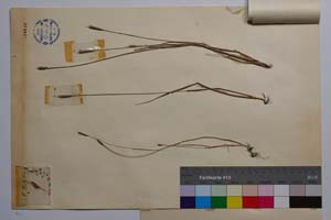 Alopecurus thracicus Penev et Kozuharov [ SOMXXXXX0017] (3) (c) Institute of Biodiversity and Ecosystem Research, BAS — Vascular Plants and Mosses Collections (SOM)