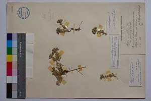 Allyssum cuneifolium var. pirinicum [ SOMXXXXX0018] (c) Institute of Biodiversity and Ecosystem Research, BAS — Vascular Plants and Mosses Collections (SOM)