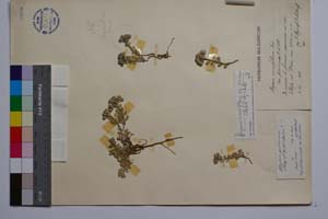 Allyssum cuneifolium var. pirinicum [ SOMXXXXX0018] (2) (c) Institute of Biodiversity and Ecosystem Research, BAS — Vascular Plants and Mosses Collections (SOM)