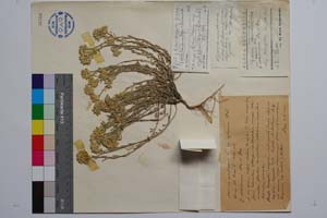 Allyssum montanum var. graecum Hal. f. alihuimense Deg. et Dren. [ SOMXXXXX0019] (c) Institute of Biodiversity and Ecosystem Research, BAS — Vascular Plants and Mosses Collections (SOM)