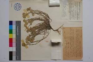 Allyssum montanum var. graecum Hal. f. alihuimense Deg. et Dren. [ SOMXXXXX0019] (2) (c) Institute of Biodiversity and Ecosystem Research, BAS — Vascular Plants and Mosses Collections (SOM)