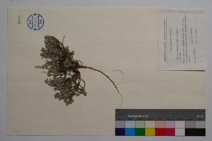 Alyssum orbelicum Anchev et Uzunov sp. nova [ SOMXXXXX0020] (c) Institute of Biodiversity and Ecosystem Research, BAS — Vascular Plants and Mosses Collections (SOM)