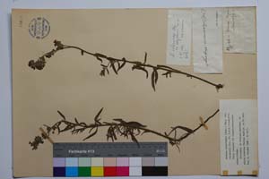Anchusa velenovskyi (Gusul.) Stoj. var. stojanovii Koz. [ SOMXXXXX0022] (c) Institute of Biodiversity and Ecosystem Research, BAS — Vascular Plants and Mosses Collections (SOM)