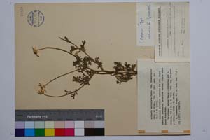 Anthemis auriculata Boiss. var. thessalonica Stoj. et Kitan. [ SOMXXXXX0033] (c) Institute of Biodiversity and Ecosystem Research, BAS — Vascular Plants and Mosses Collections (SOM)