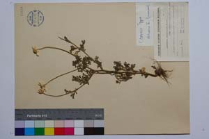Anthemis auriculata Boiss. var. thessalonica Stoj. et Kitan. [ SOMXXXXX0033] (2) (c) Institute of Biodiversity and Ecosystem Research, BAS — Vascular Plants and Mosses Collections (SOM)