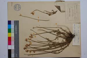 Anthemis graveolens var. rumelica Velen. [ SOMXXXXX0023] (c) Institute of Biodiversity and Ecosystem Research, BAS — Vascular Plants and Mosses Collections (SOM)