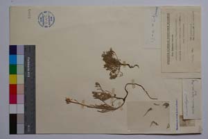 Anthemis jordanovii Stoj. et Acht. [ SOMXXXXX0031] (c) Institute of Biodiversity and Ecosystem Research, BAS — Vascular Plants and Mosses Collections (SOM)