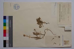 Anthemis jordanovii Stoj. et Acht. [ SOMXXXXX0031] (2) (c) Institute of Biodiversity and Ecosystem Research, BAS — Vascular Plants and Mosses Collections (SOM)
