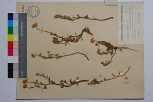 Anthemis ruthenica M. B. var. intermedia Stoj. et Kitan. [ SOMXXXXX0032] (2) (c) Institute of Biodiversity and Ecosystem Research, BAS — Vascular Plants and Mosses Collections (SOM)